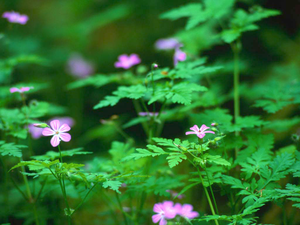 Forest-Flowers