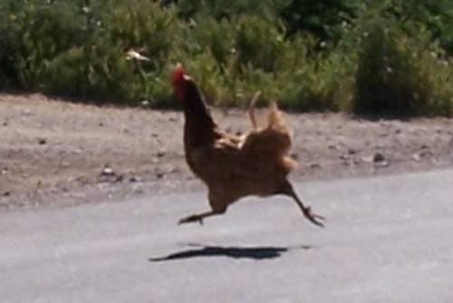 Chicken cross road