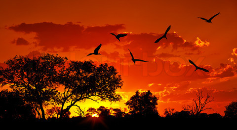 Landscape of Africa with warm sunset