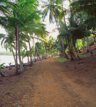 Palm Trees